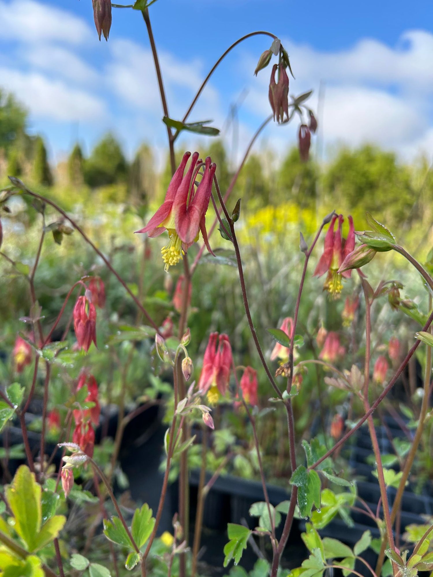 Ancolie du Canada en fleurs