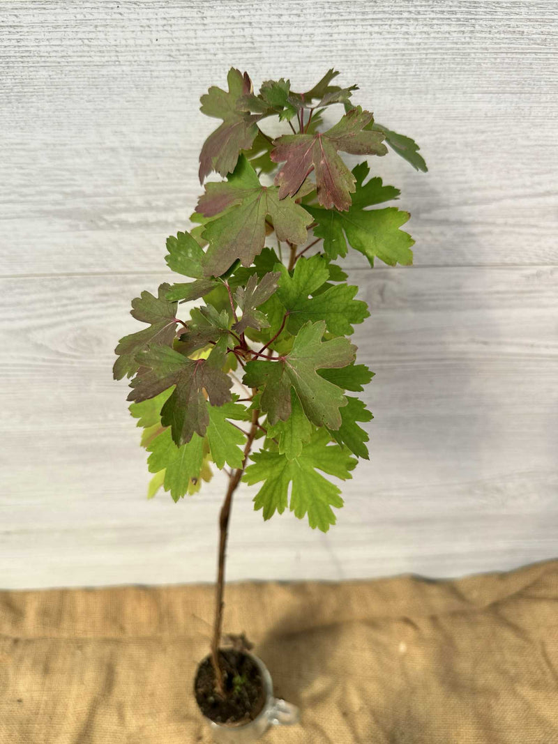 Feuilles de gadelier doré (Ribes aureum)