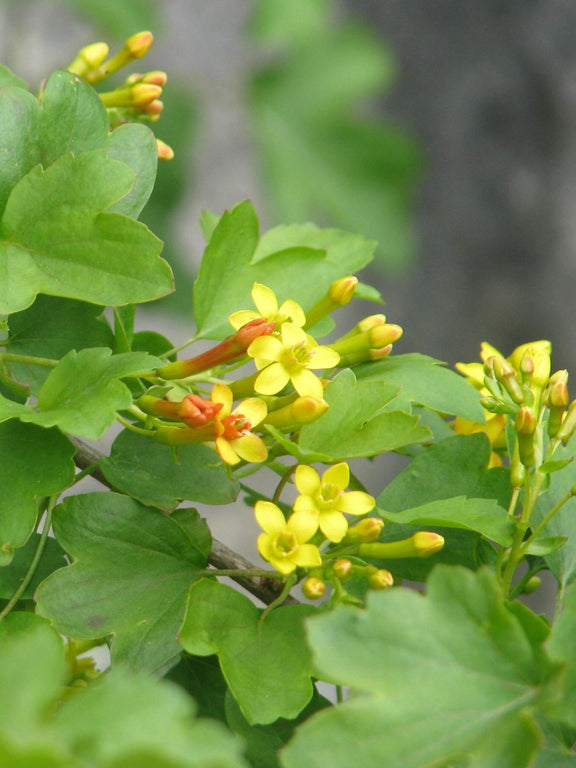 Fleurs de Gadelier dore (Ribes aureum)