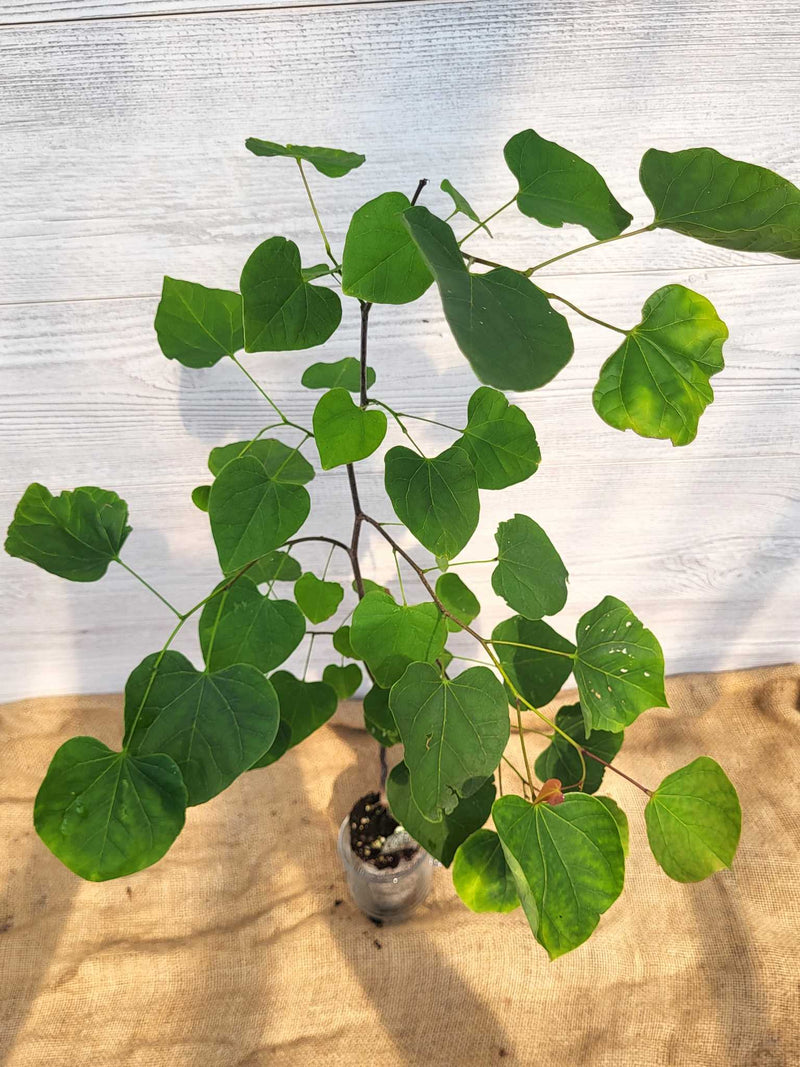 Gainier du Canada ou Cercis canadensis feuilles