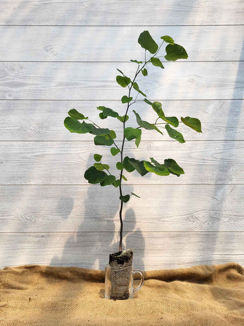 Gainier du Canada ou Cercis canadensis