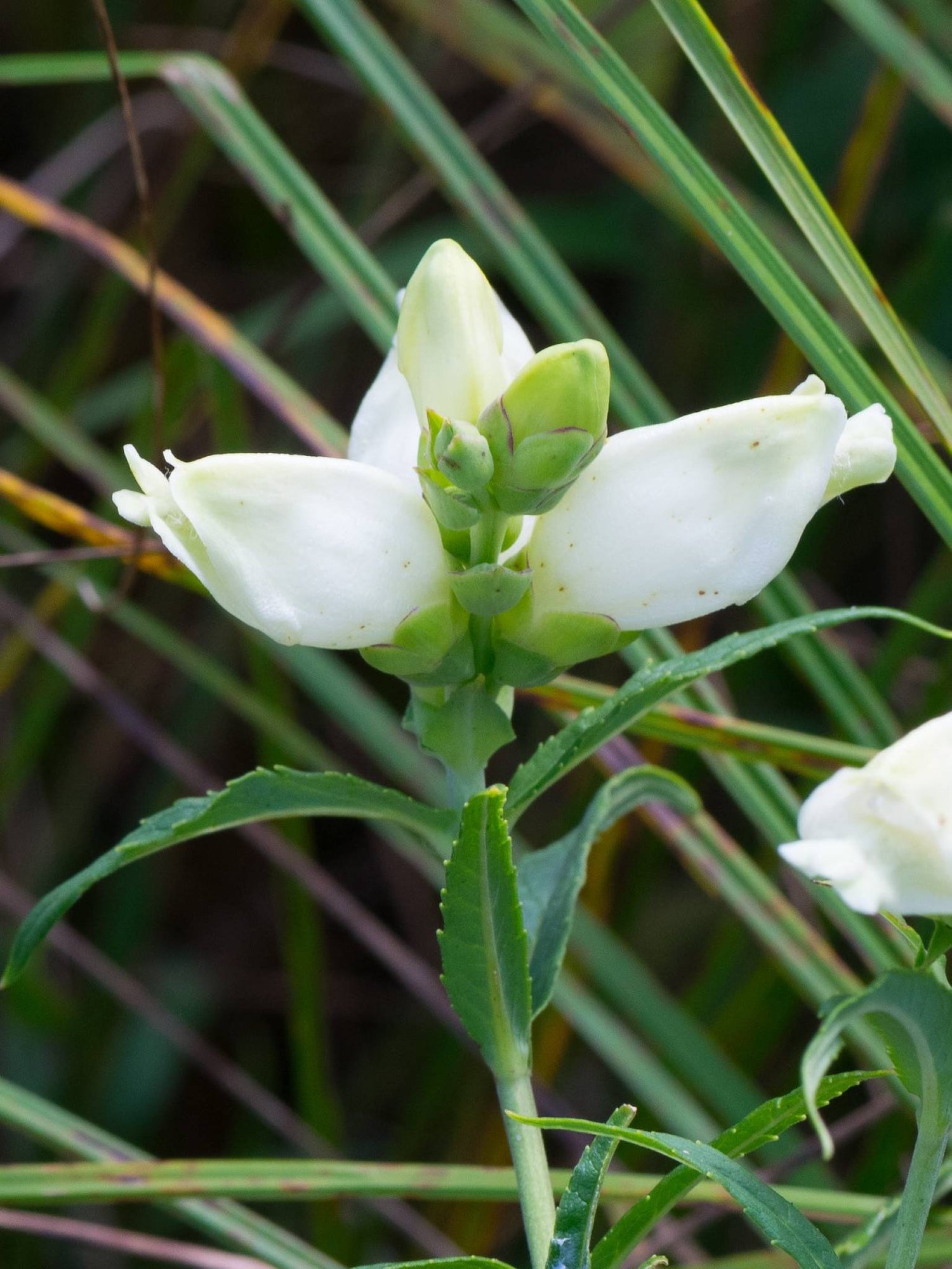 Galane glabre ou Chelone glabra Fleurs