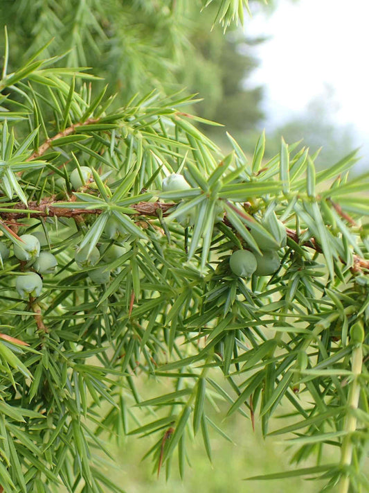 Baie de Genevrier commun (Juniperus communis)