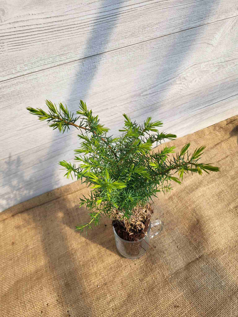 Rameaux de Genevrier commun (Juniperus virginiana)