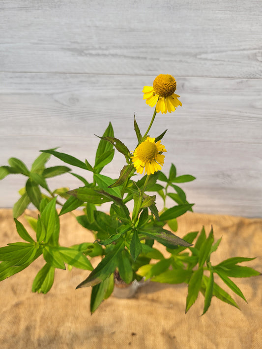 Helenie d'automne ou Helenium automnale Feuillage