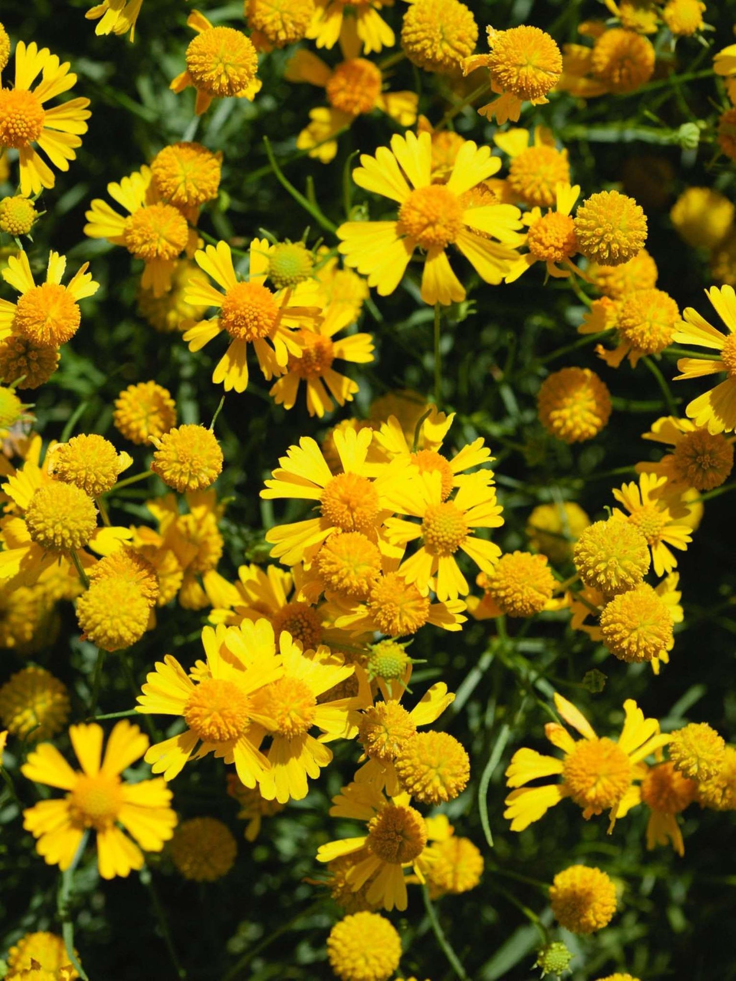 Helenie dautomne ou Helenium autumnale Fleurs