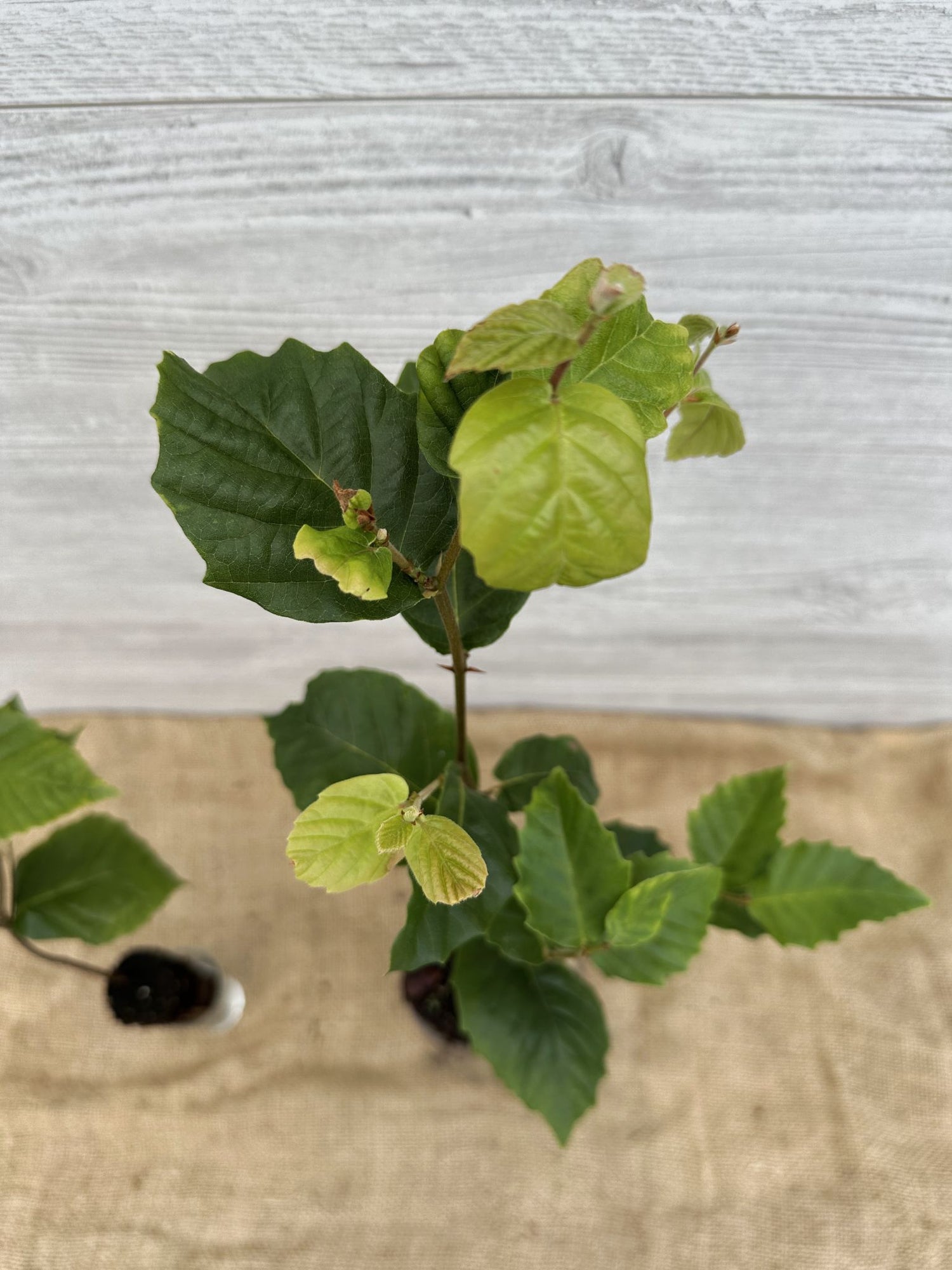 Hetre a grandes feuilles ou Fagus grandifolia feuillage