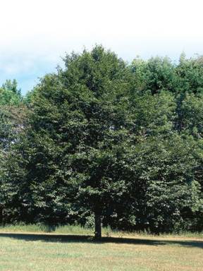 Arbre mature Hêtre à grandes feuilles