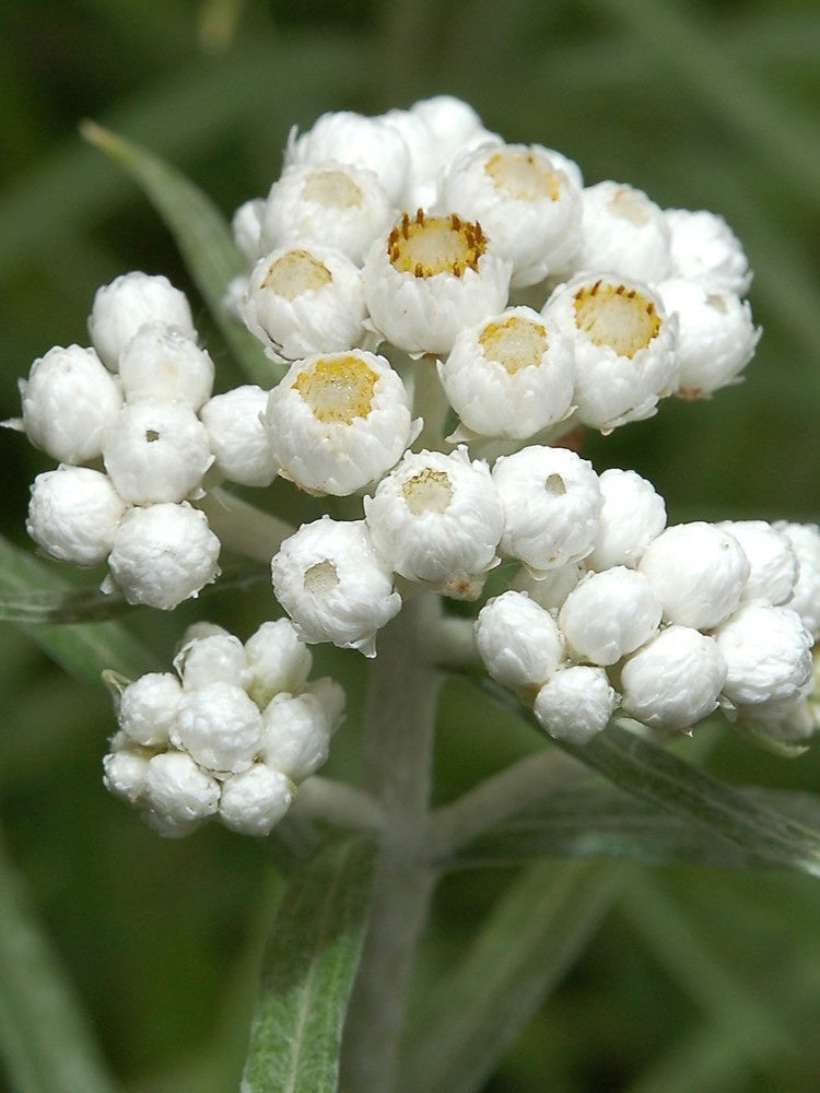 Immortelle blanche - Fleurs (Anaphalis margaritacea)