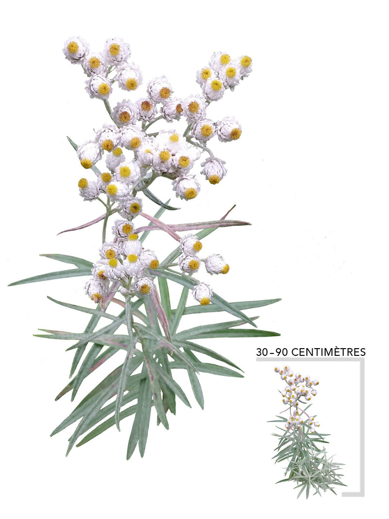 Immortelle blanche (Anaphalis_margarita)