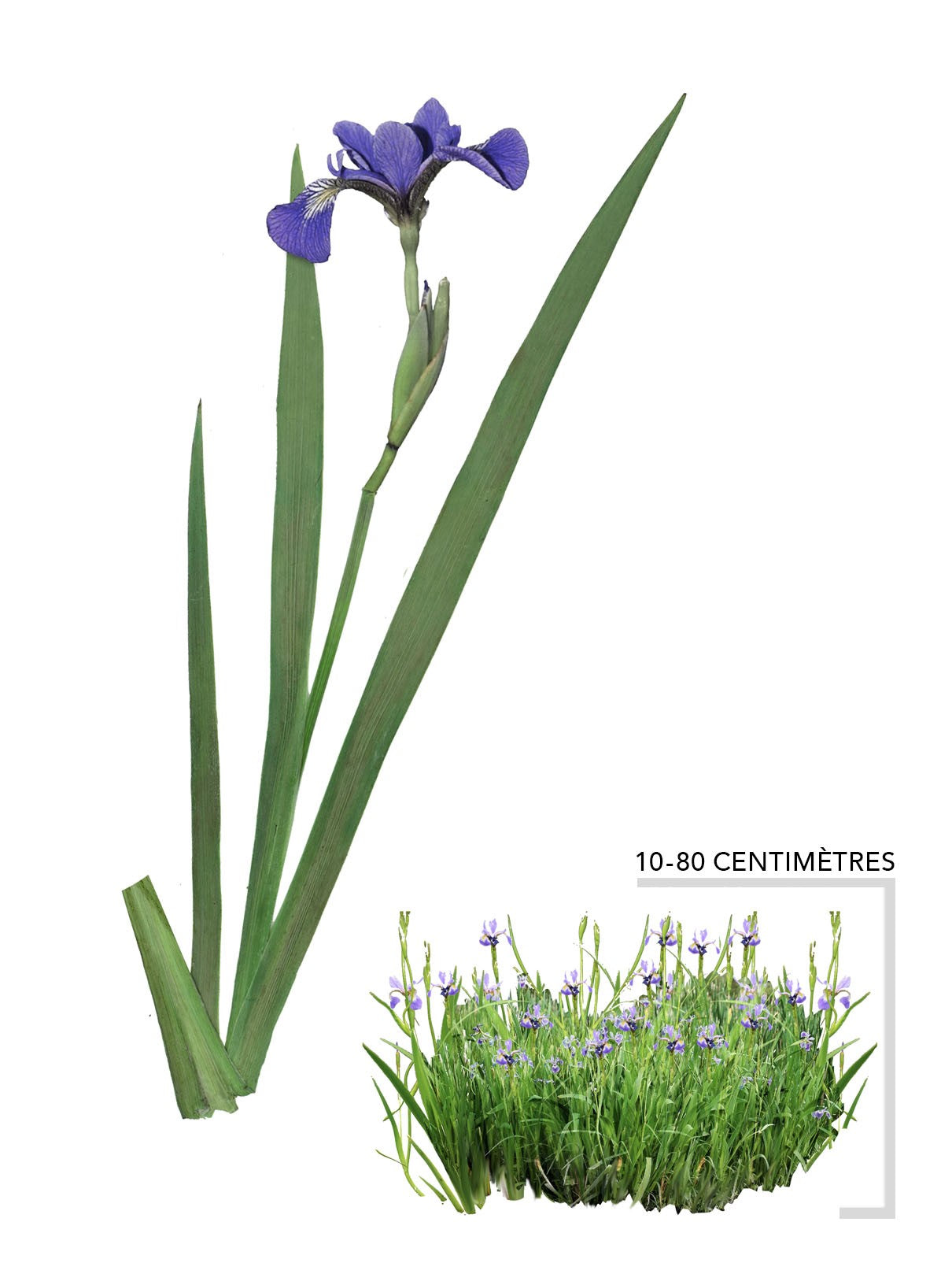 Illustration Iris Versicolor