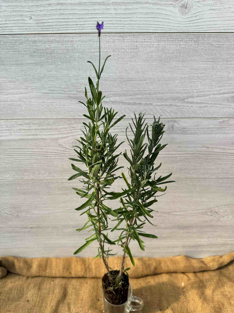 Feuilles de Lavande officinale (Lavandula angustifolia)