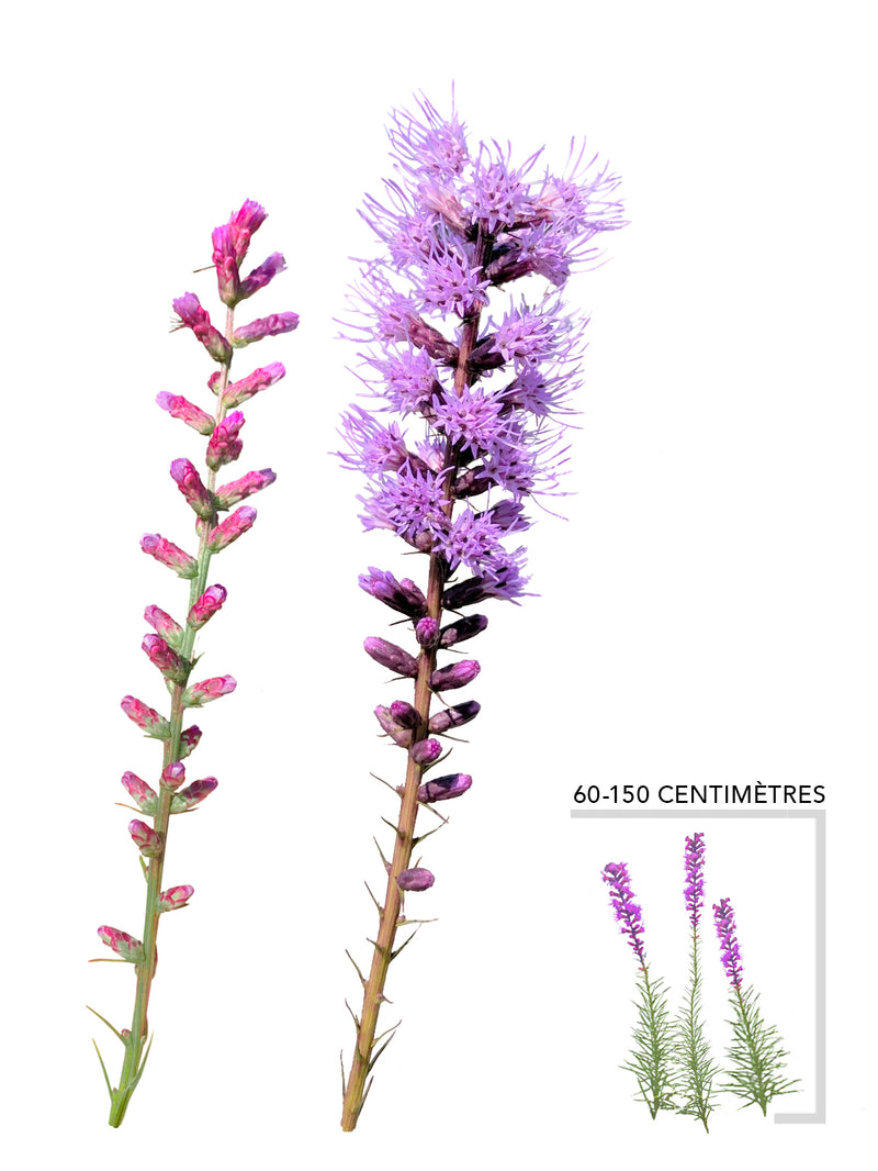 Liatris a epis (Liatris spicata)