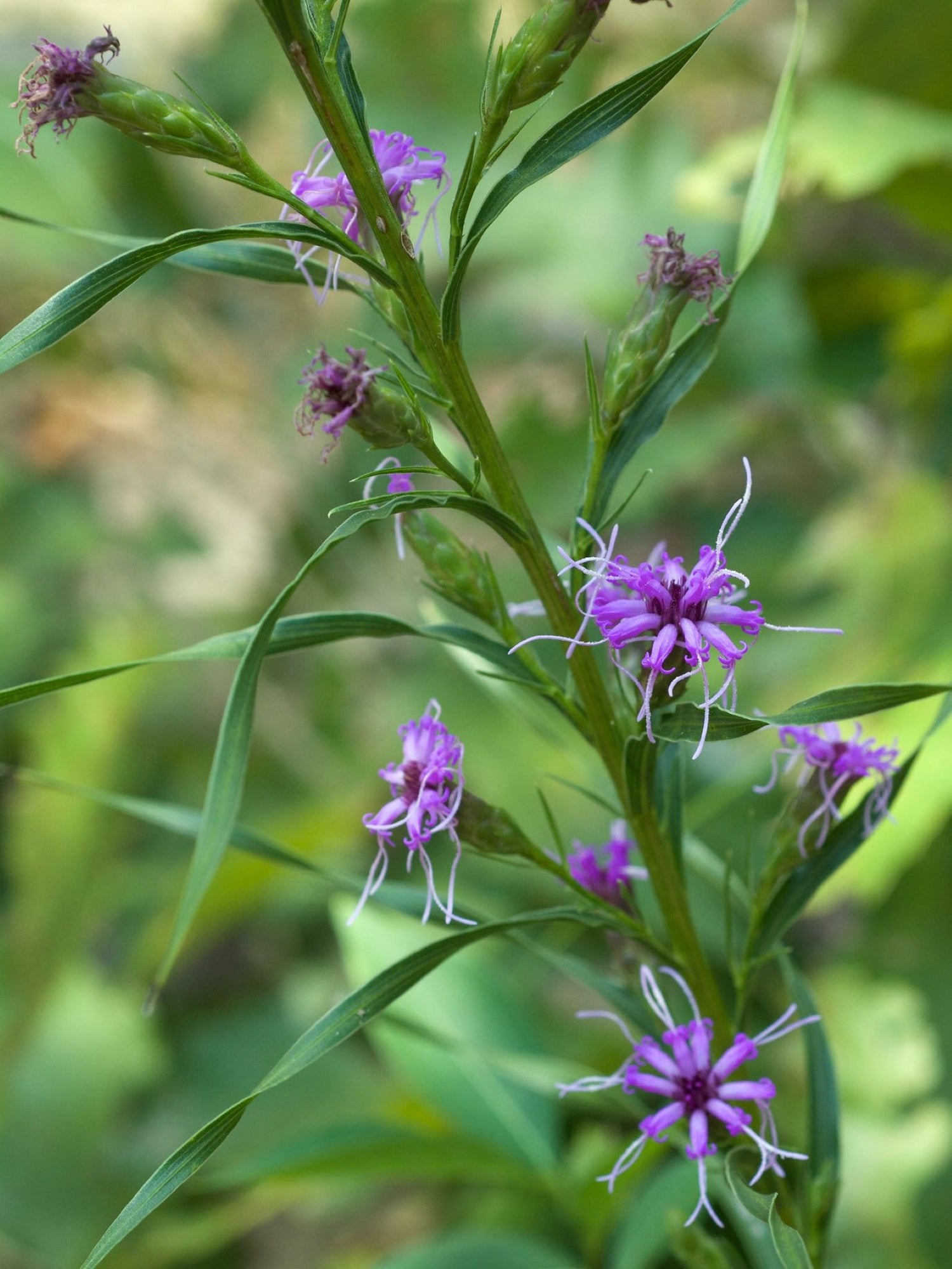 Liatris cylindrique ou Liatris cylindracea Fleurs