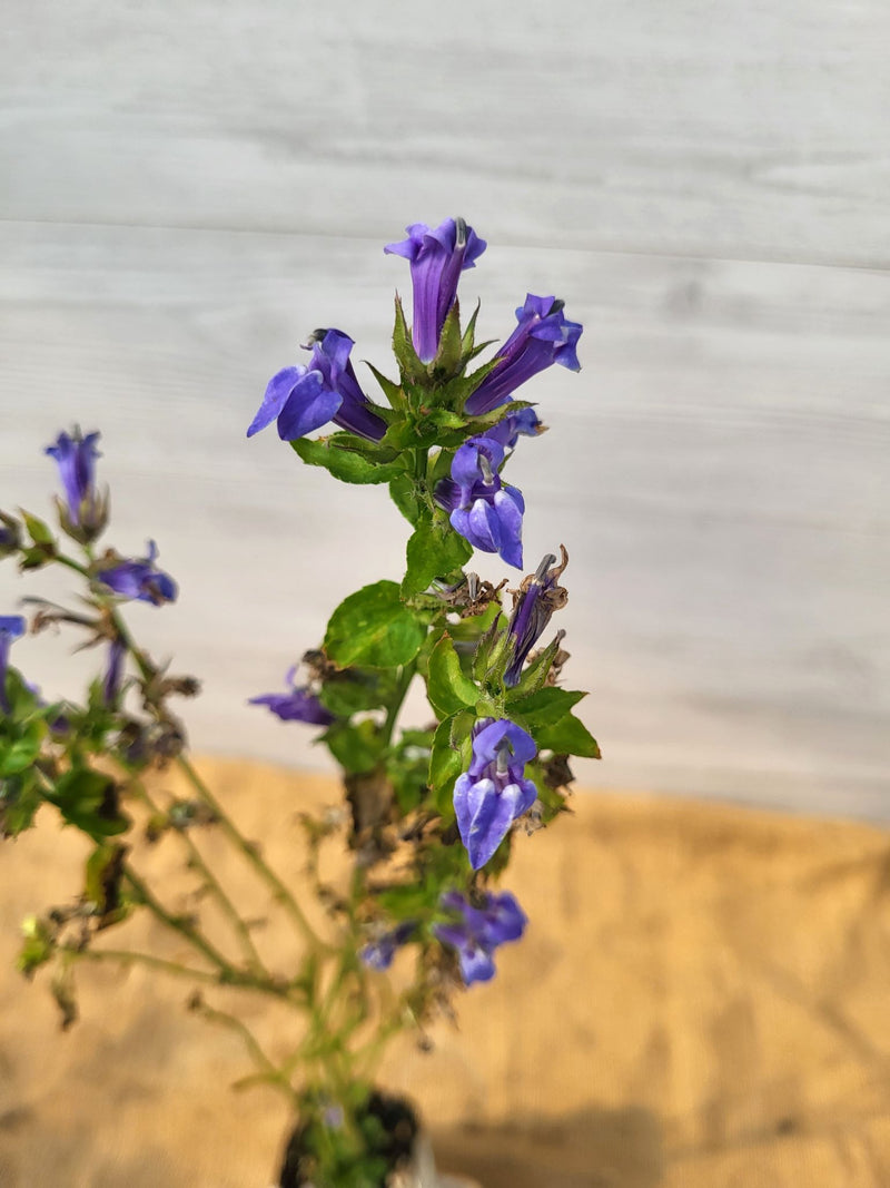 Lobelie bleue ou Lobelia siphilitica Feuillage