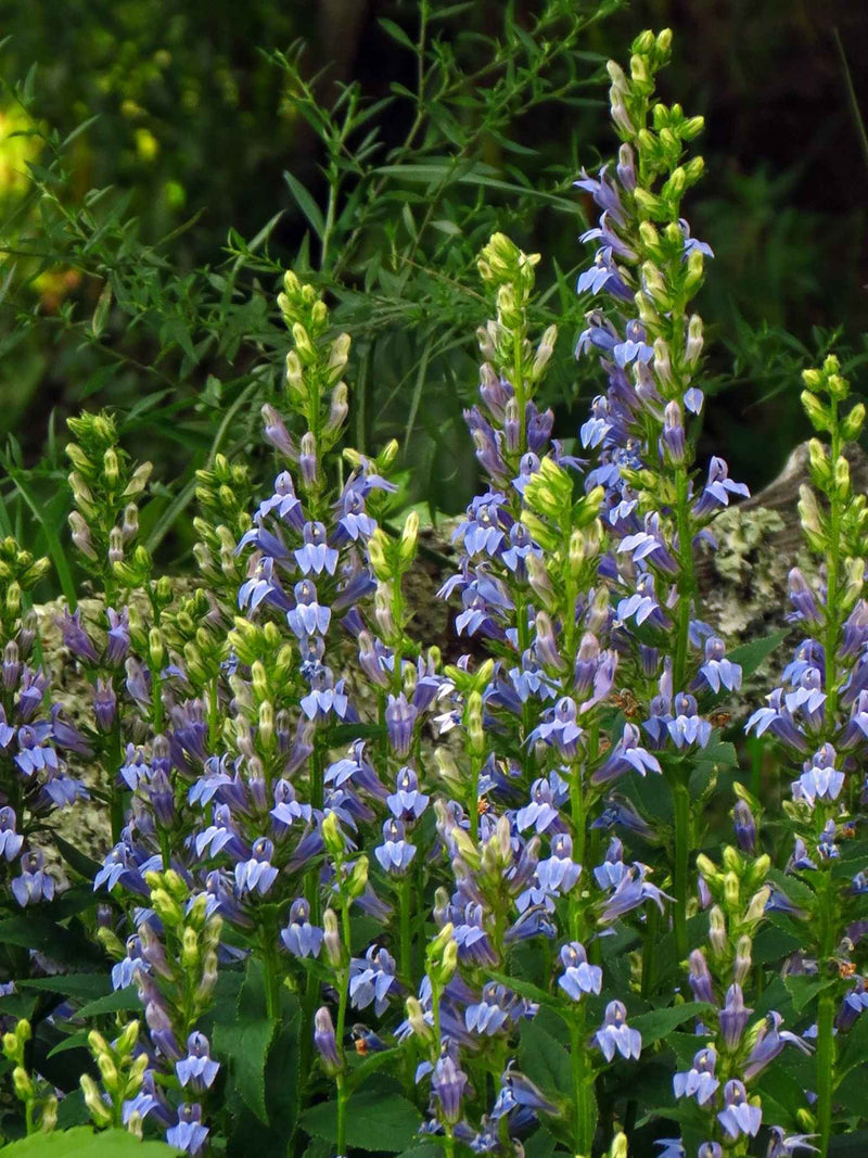 Lobelie bleue ou Lobelia siphilitica Fleurs