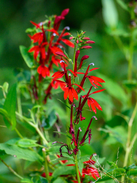 Lobelie cardinale ou Lobelia cardinalis Fleurs