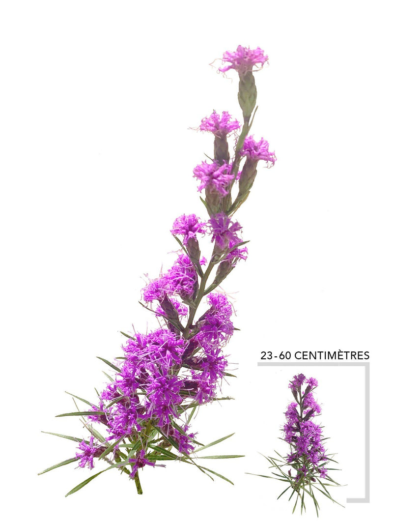 Illustration plante Vivace Liatris cylindrique