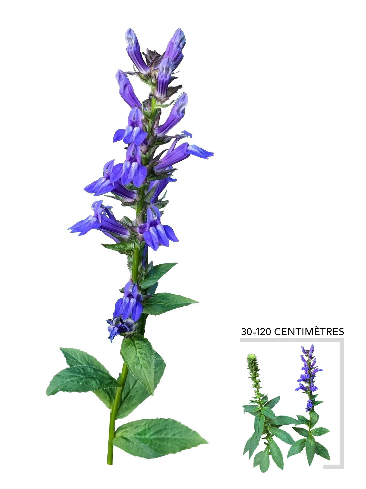 Illustration Plante Vivace Lobélie Bleue