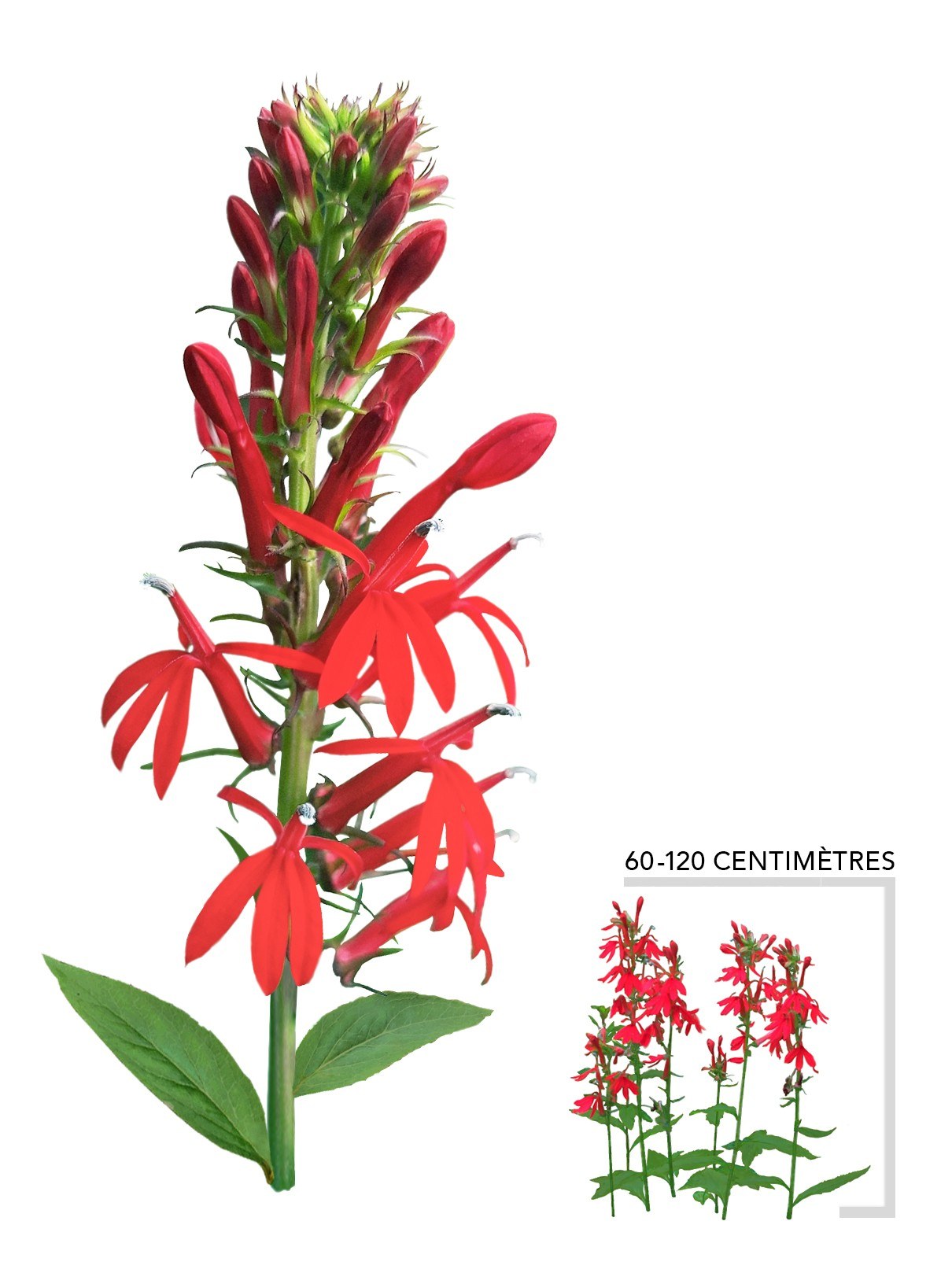 Illustration plant Vivace Lobélie cardinale