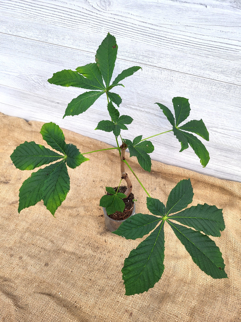 Maronnier glabre ou Aesculus glabra feuilles