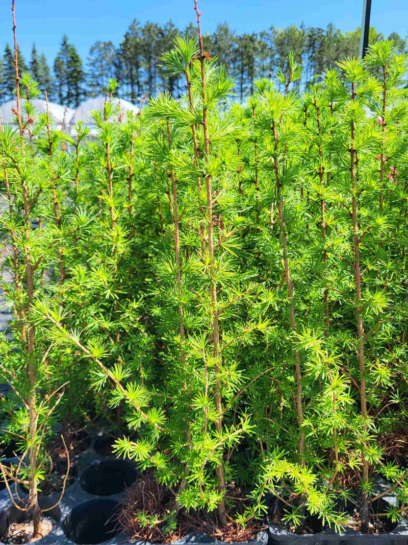 Meleze du Japon (Larix kaempferi)