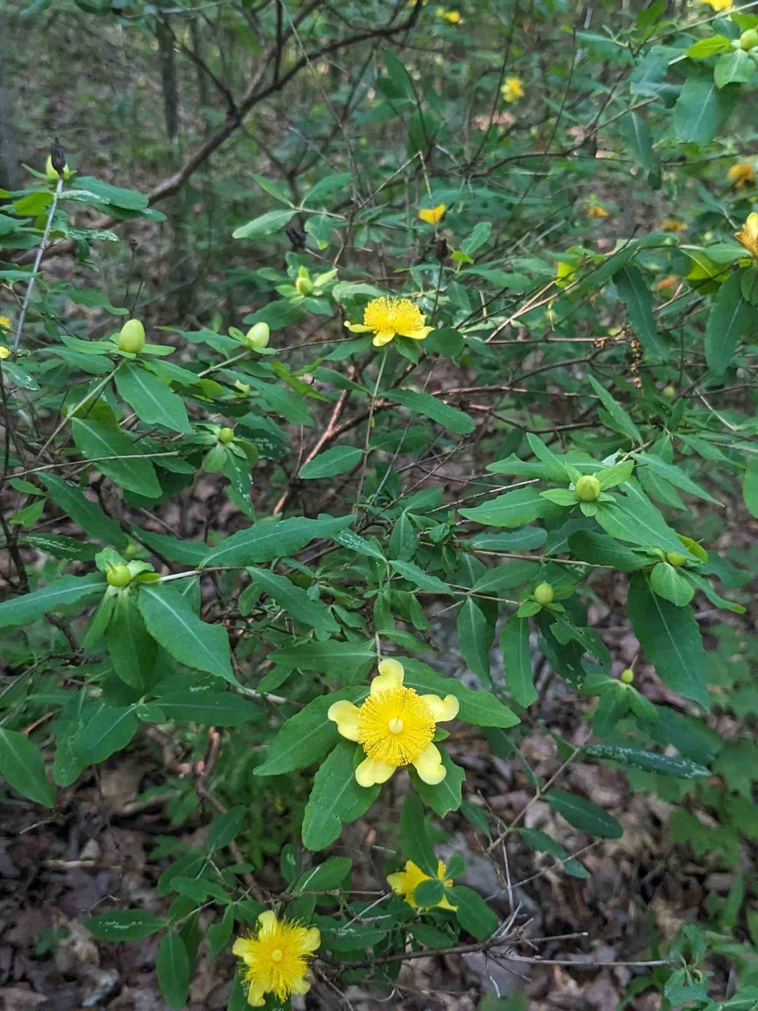 Millepertuis prolifere en sousbois (Hypericum prolificum)