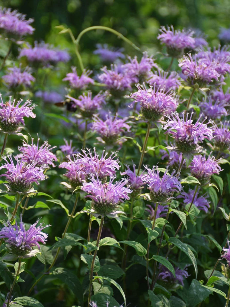 Monarde fistuleuse ou Monarda fistulosa Fleurs