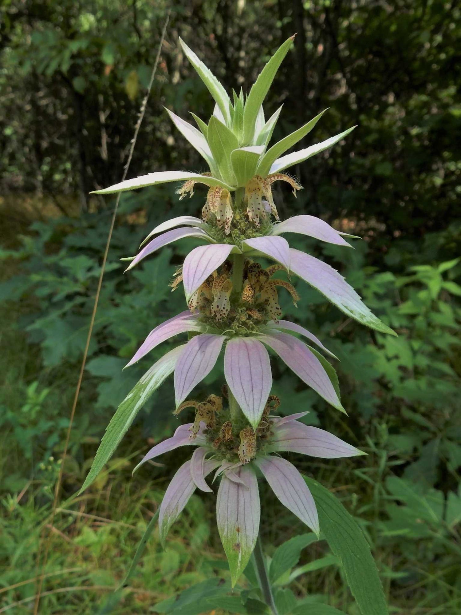 Fleurs de Monarde ponctuée (Monarda punctata)