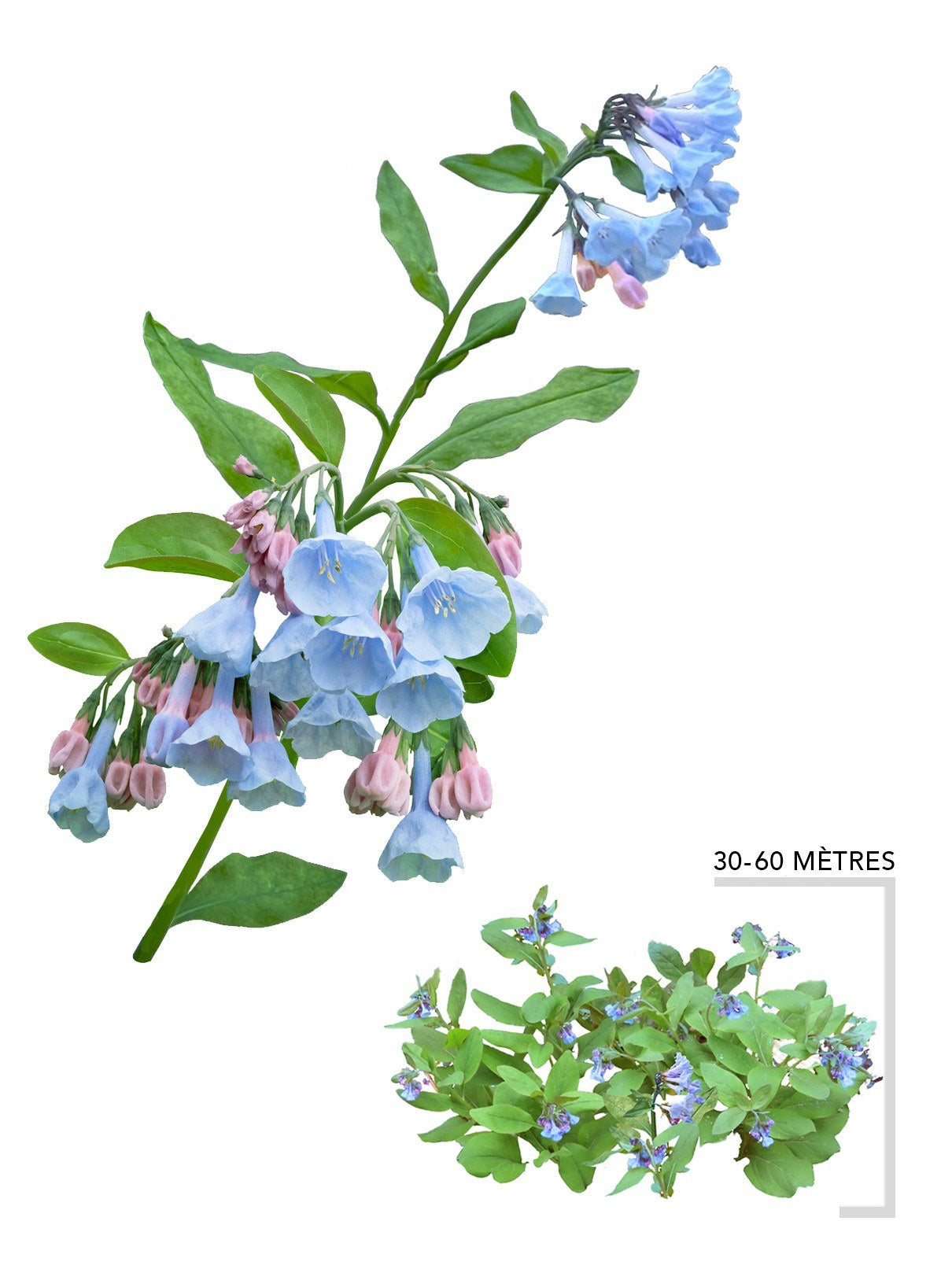 Illustration Plante Vivace Mertensie de Virginie