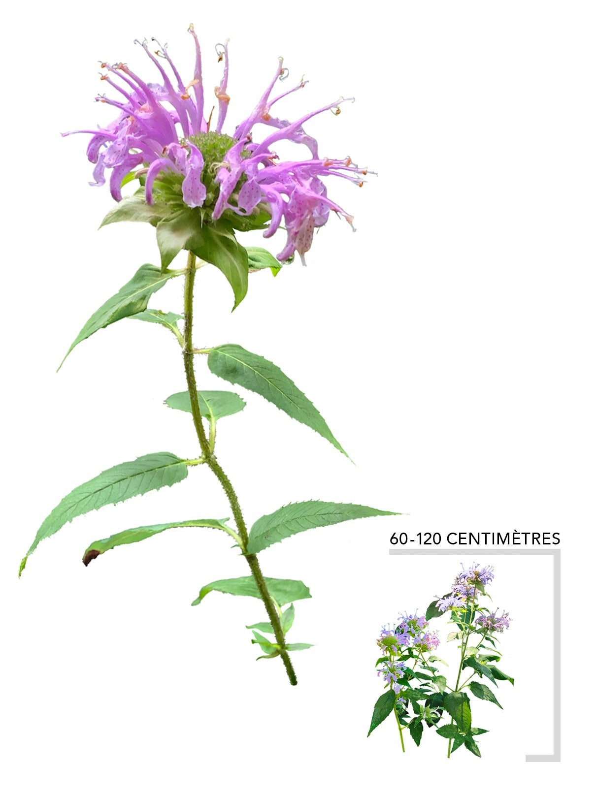 Illustration PLante Vivace Monarde Fistuleuse