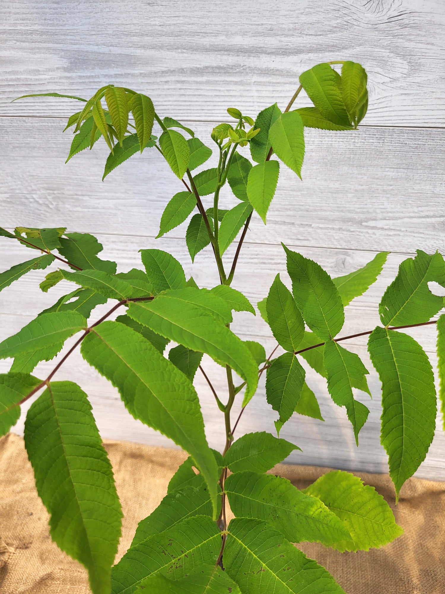 Noyer cendre ou Juglans cinerea Feuilles