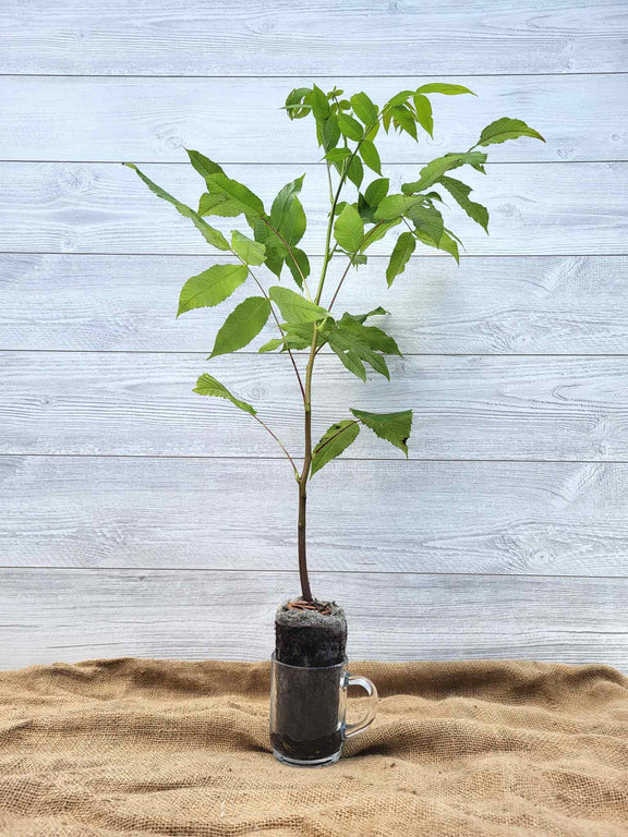 Noyer cendre ou Juglans cinerea