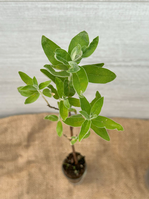 Oliver de Bohème ou Elaeagnus angustifolia feuillage