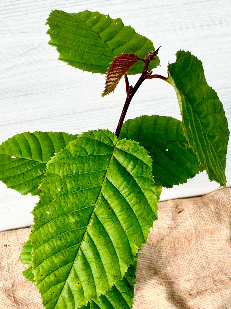 Feuilles Ostryer de Virginie