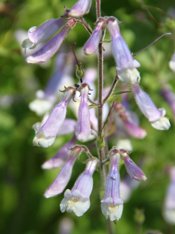 Penstemon hirsute ou Penstemon hirsutus Fleurs