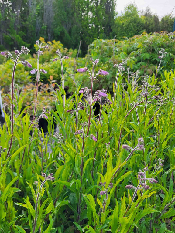 Penstemon hirsute (Penstemon hirsutus) en production
