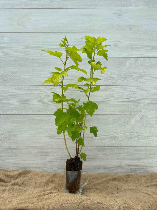 Physocarpe Dart's Gold ou Physocarpus Dart's Gold