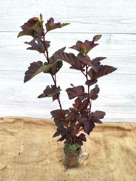 Physocarpe Diabolo ou Physocarpus Diabolo Feuilles