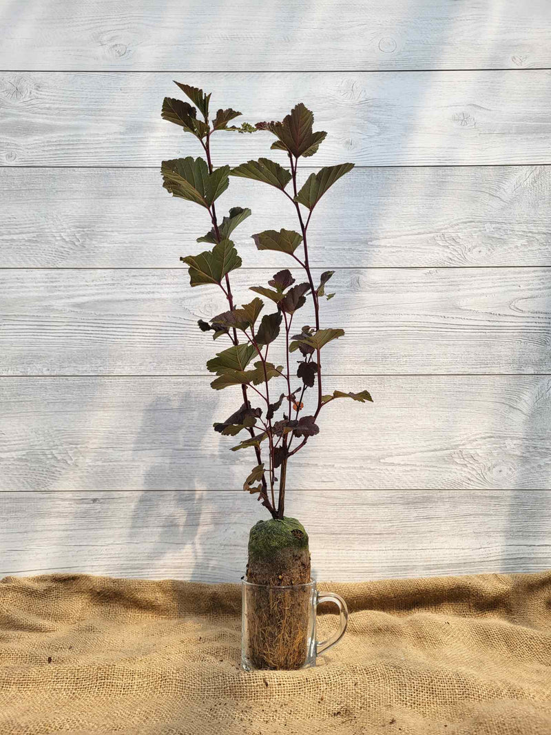 Physocarpe Diabolo ou Physocarpus Diabolo