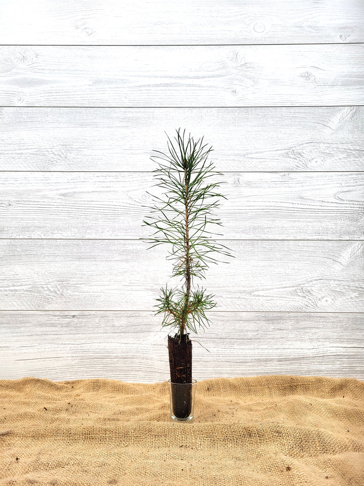 Pin Verte Pins – Arbresenligne
