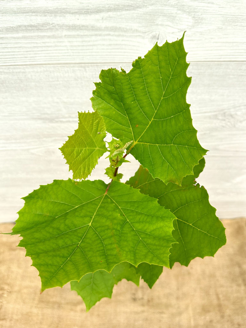 Platane occidental ou Platane occidentalis feuilles