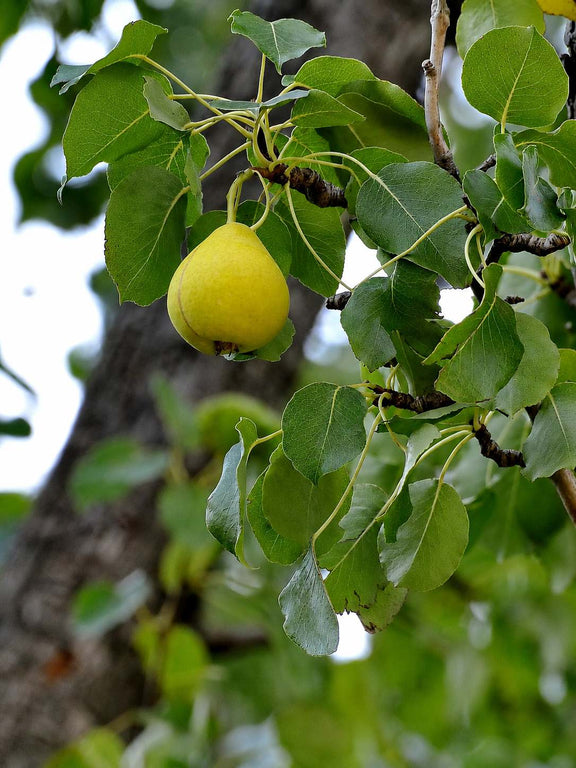 Fruits de Poirier commun (Pyruys communis)
