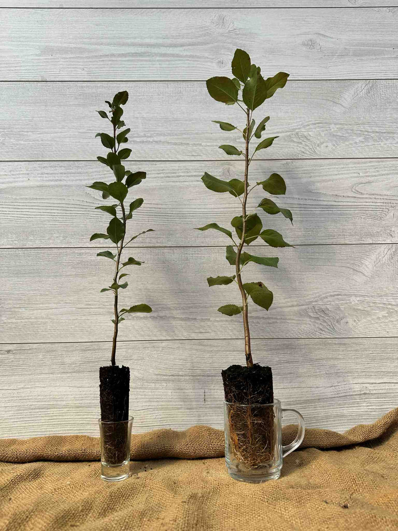 Plants de poirier commun (Pyrus communis)