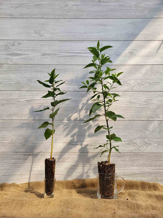 Pommetier de SIbérie ou Malus baccata