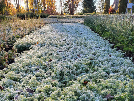 Pruche du Canada ou Tsuga canadensis - Frimas