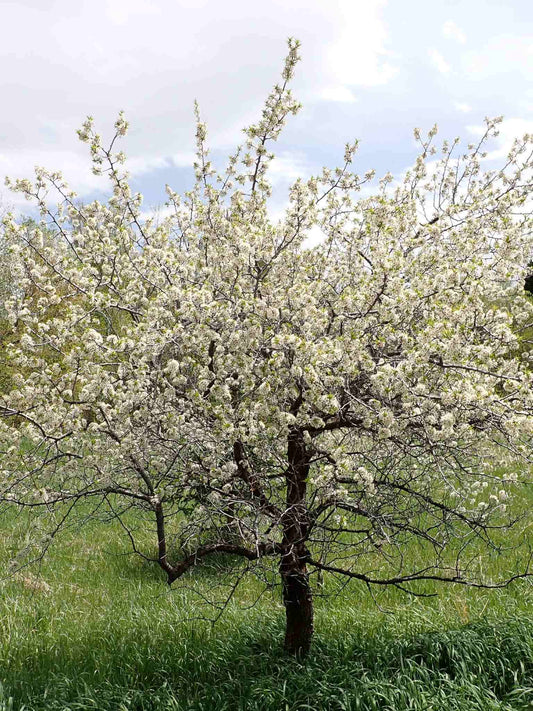 Prunier americain en fleurs