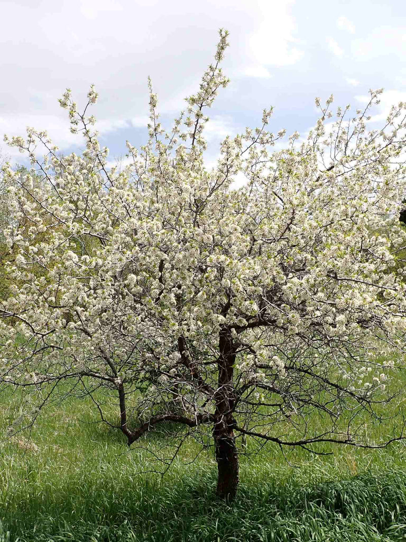 Prunier americain en fleurs