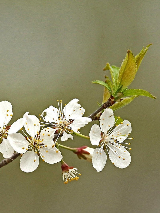 Fleurs de Prunier noir (Prunus nigra)