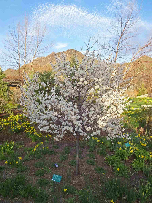 Prunier noir au printemps (Prunus nigra)